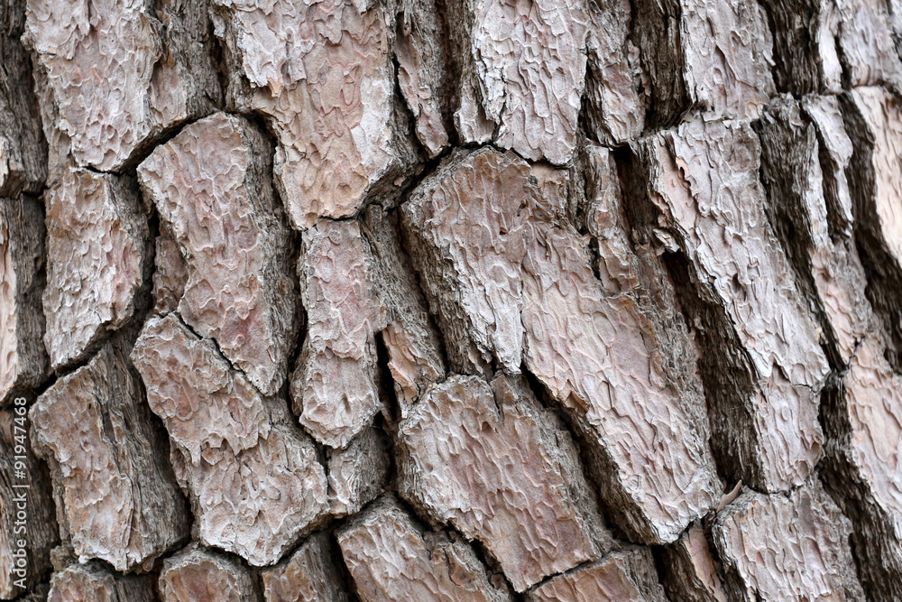 Obraz premium Tree bark texture rough.