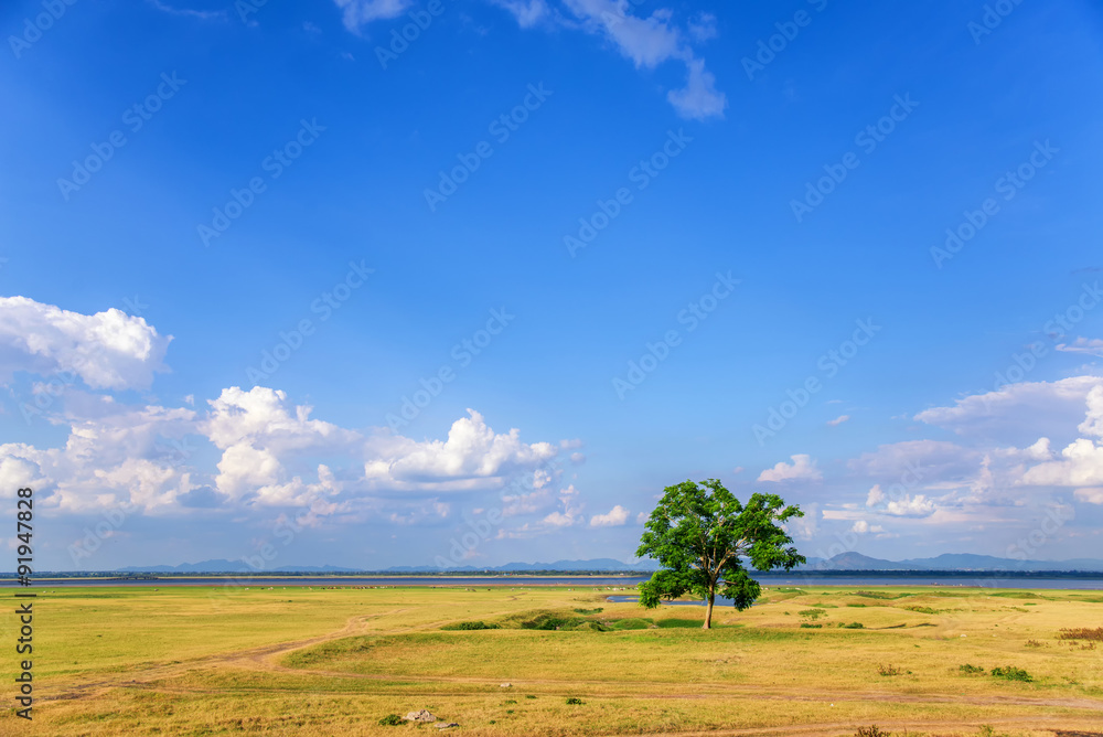 field , meadow , tree and blue sky composition of nature