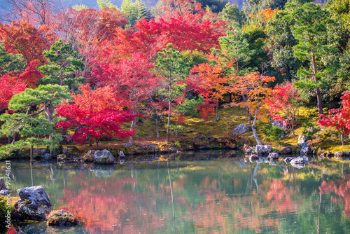 Japanese garden during falling season