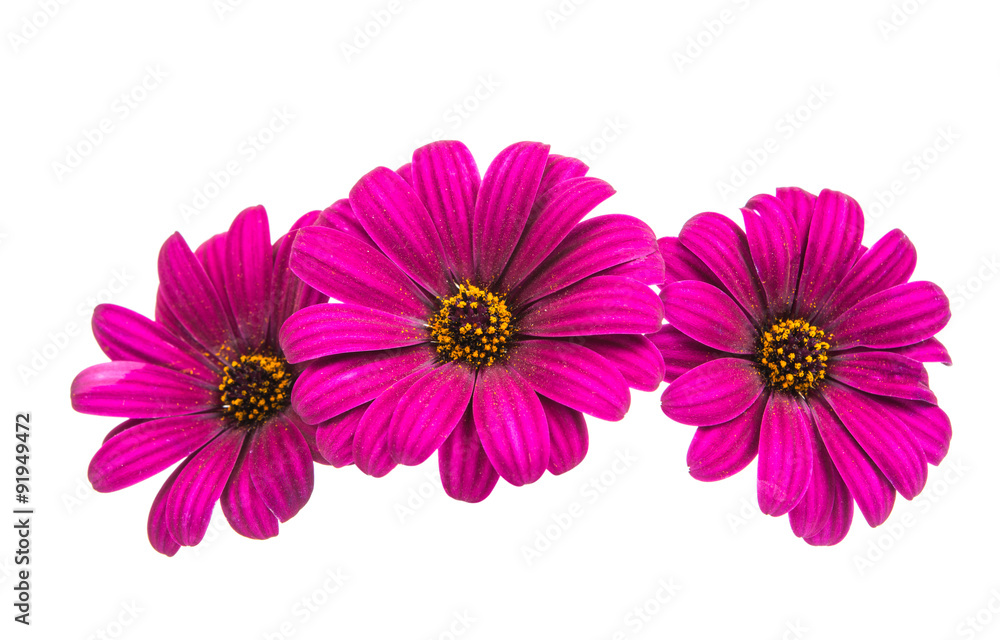 Osteospermum Daisy or Cape Daisy Flower Flower Osteospermum Daisy or Cape Daisy Flower Flower