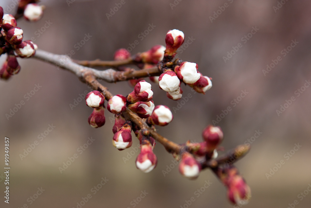 Isolated tree branch with white buds in blossom Isolated tree branch with white buds in blossom