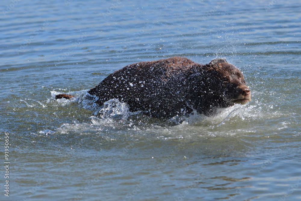 Fototapeta premium Labrador dans l'eau