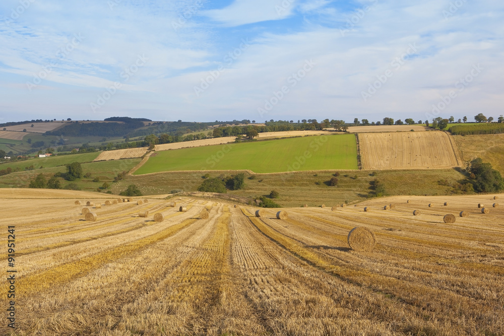 harvest landscape in autumn harvest landscape in autumn