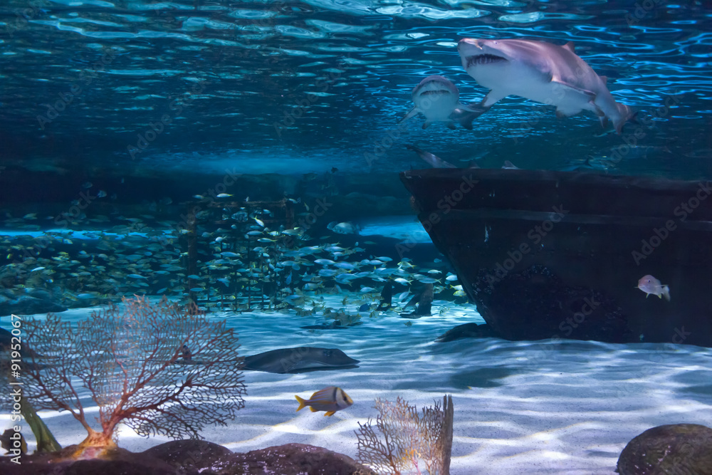 Obraz premium Wreckage and sharks in an aquarium