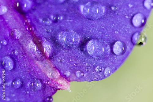 drops of water on a blue flower in nature. close