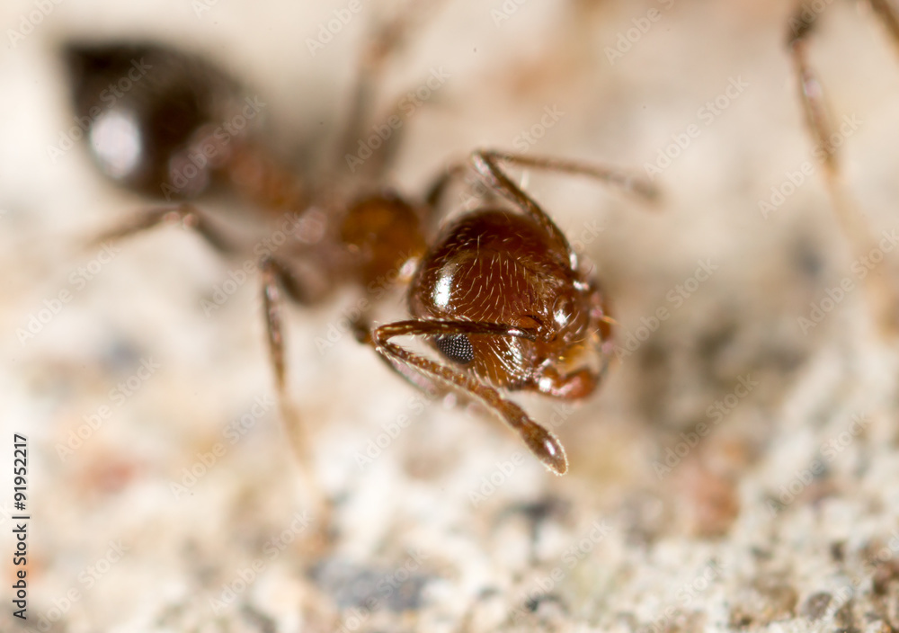 ant in nature. super macro