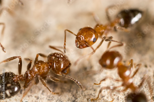 ant in nature. super macro © schankz