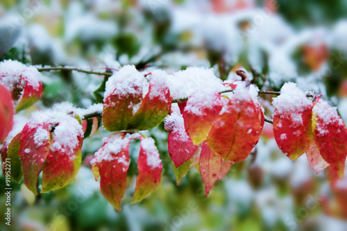 First snow on red leaves in Chicago