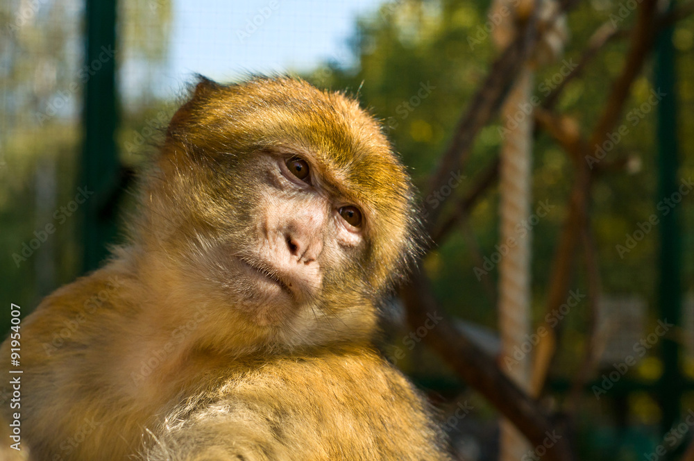Fototapeta premium The portrait of Macaque monkey