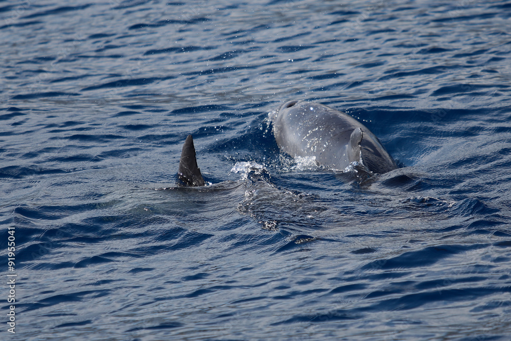 Obraz premium LaReunion201508-389