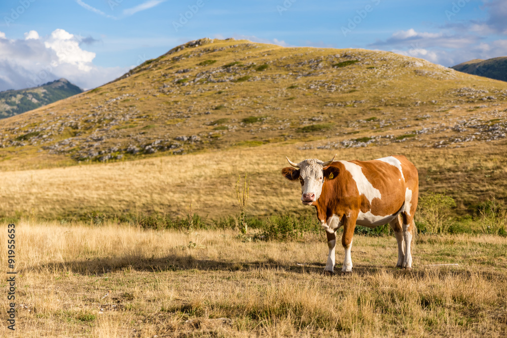 Cows grazing on the plateau in the Abruzzo (Italy)