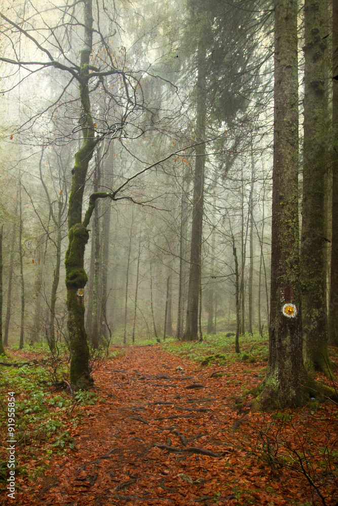 Fototapeta premium Vintage photo of pathway through the autumn woods