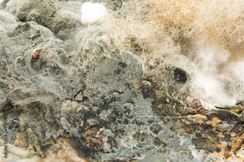 Quadro su tela Moldy pork fat close up