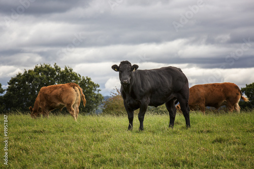Fototapeta Naklejka Na Ścianę i Meble -  Close shot of a cow in a field
