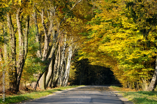 Road to the forest tunnel in autumn