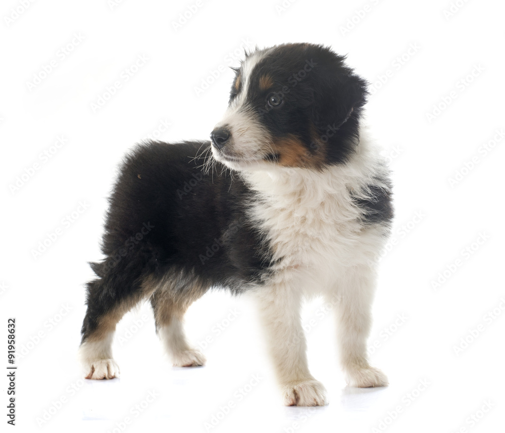 puppy australian shepherd