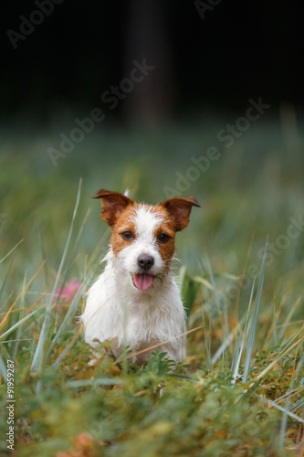 Game Jack Russell Terrier
