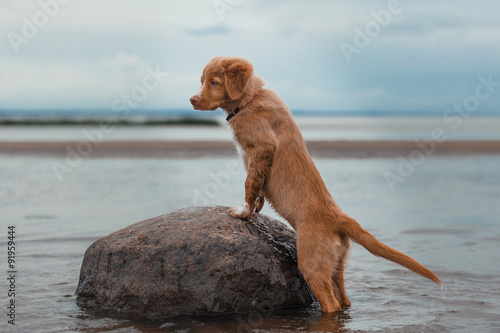 Nova Scotia Duck Tolling Retriever on the beach