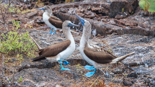 Foto oiseaux fou aux pieds bleus Galapagos Equateur Piqueros