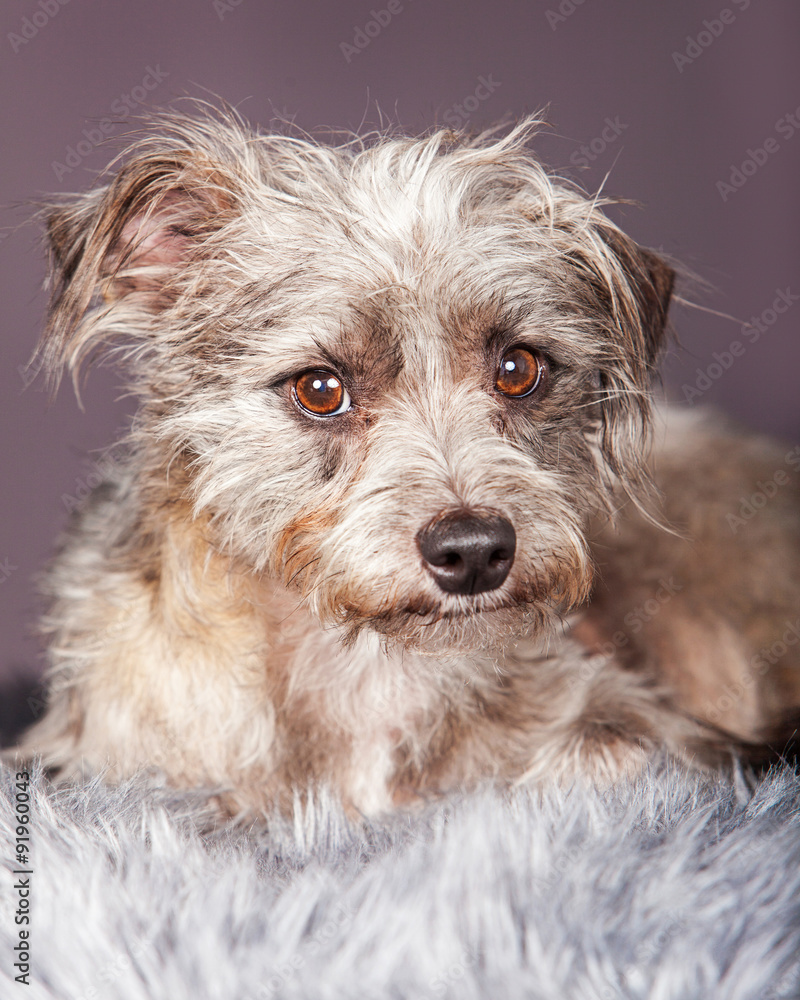 Cute Small Terrier Crossbreed on Grey