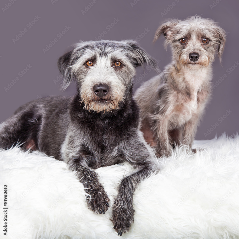Fototapeta Two Grey Scruffy Terrier Dogs Different Sizes