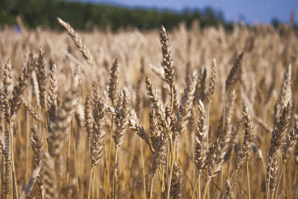 Fototapeta premium Triticum field