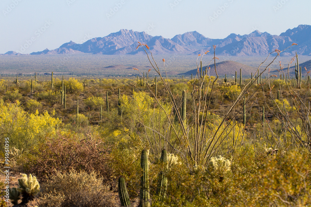 Fototapeta premium Flowering Ocotillos, Giant Saguaros, Chollas, and Brittlebush at Organ Pipe Cactus National Monument