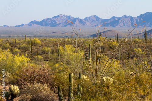 Flowering Ocotillos, Giant Saguaros, Chollas, and Brittlebush at Organ Pipe Cactus National Monument