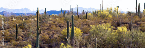 Giant Saguaros, Organ Pipes, and yellow Palo Verdes at Organ Pipe Cactus National Monument © Martha Marks