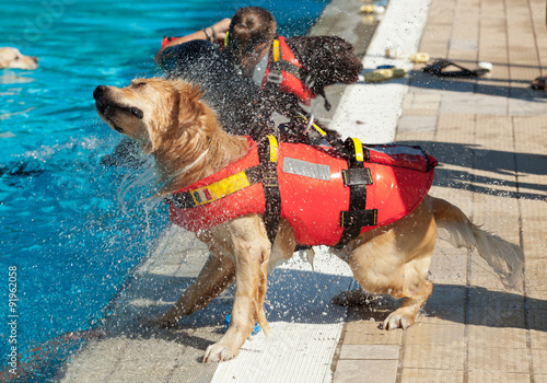 Lifeguard dog
