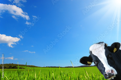 Mucca che guarda con uno sfondo di una prateria verde e un cielo azzurro