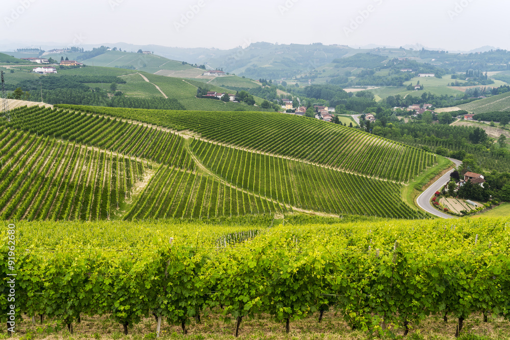 Landscape in Langhe (Piedmont) Landscape in Langhe (Piedmont)