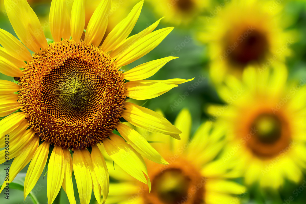 Fototapeta premium ヒマワリの花