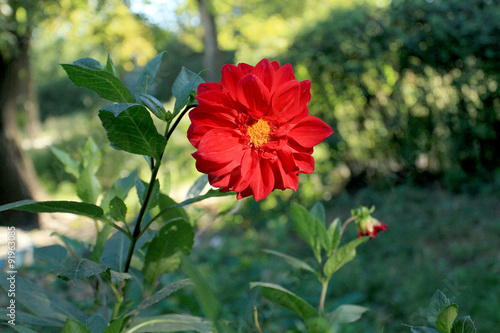 Big red flower dahlia with yellow center