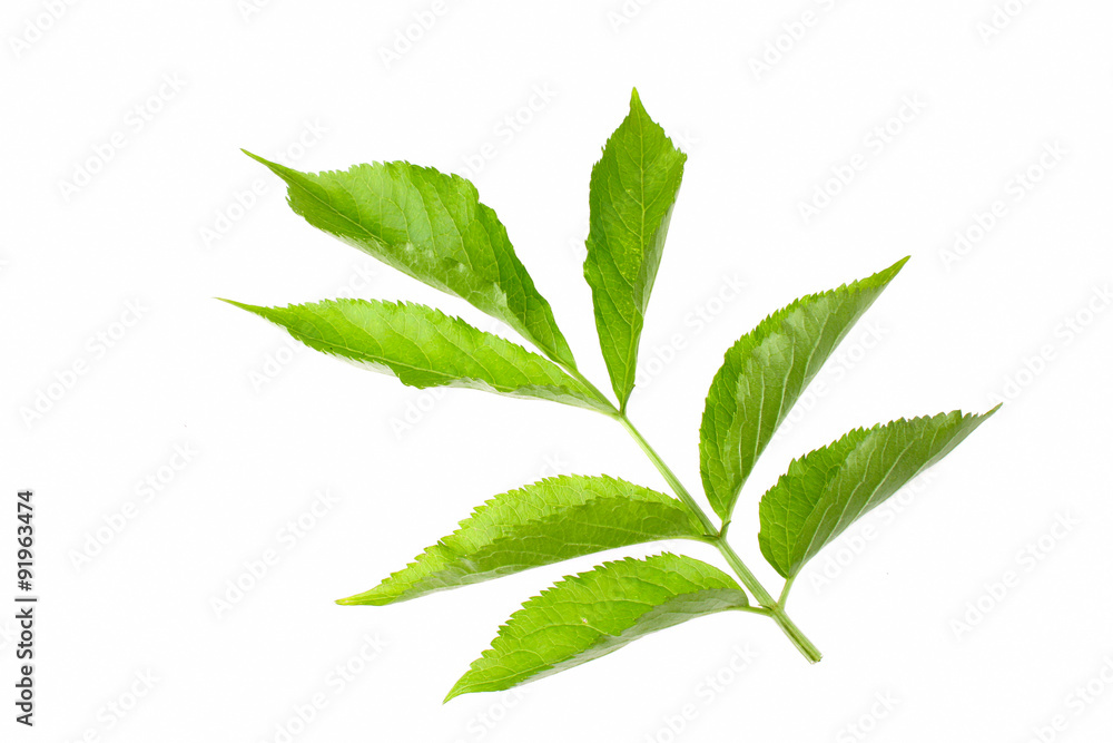 Elderberry Elderberry