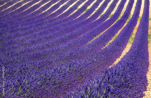 Lavender flower blooming fields as pattern or texture. Provence,