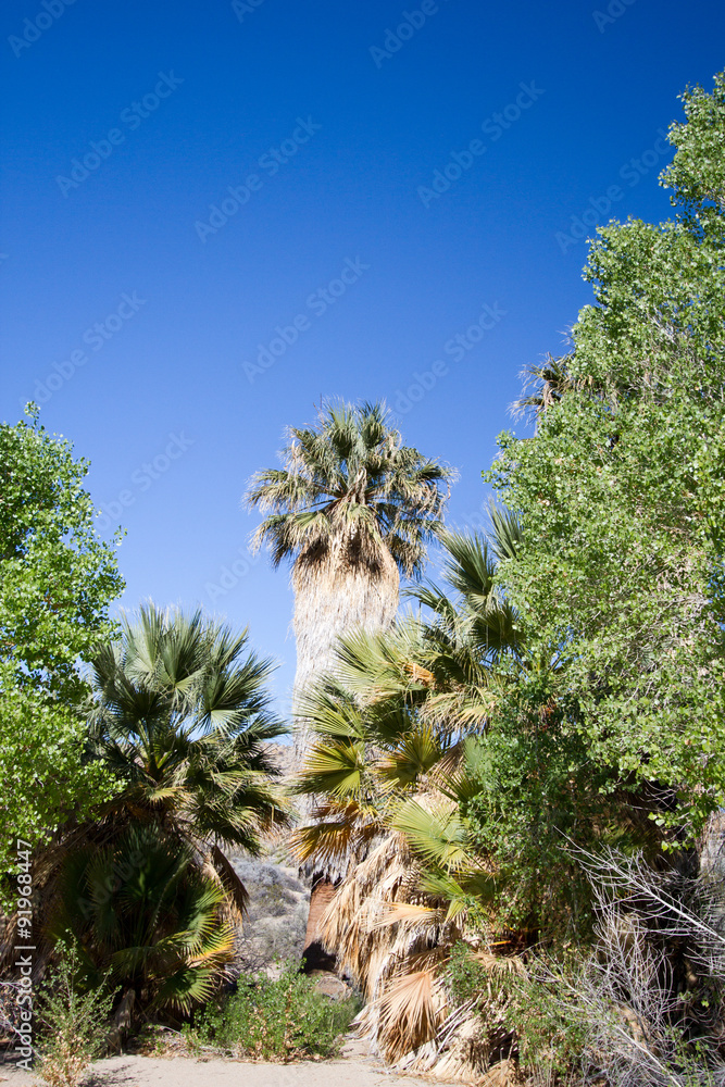 Ancient Palm trees at Cottonwoods Springs in Joshua Tree National Park