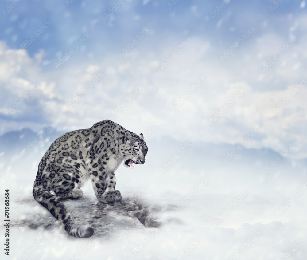 Naklejka premium Snow Leopard