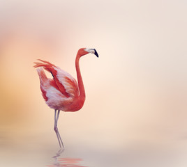 Poster Flamingo Roze flamingo in zijaanzicht  © SunnyS