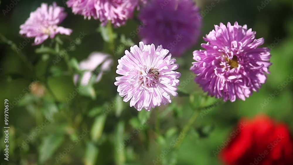 purple flowers in summer close-up bee collects pollen flies purple flowers in summer close-up bee collects pollen flies