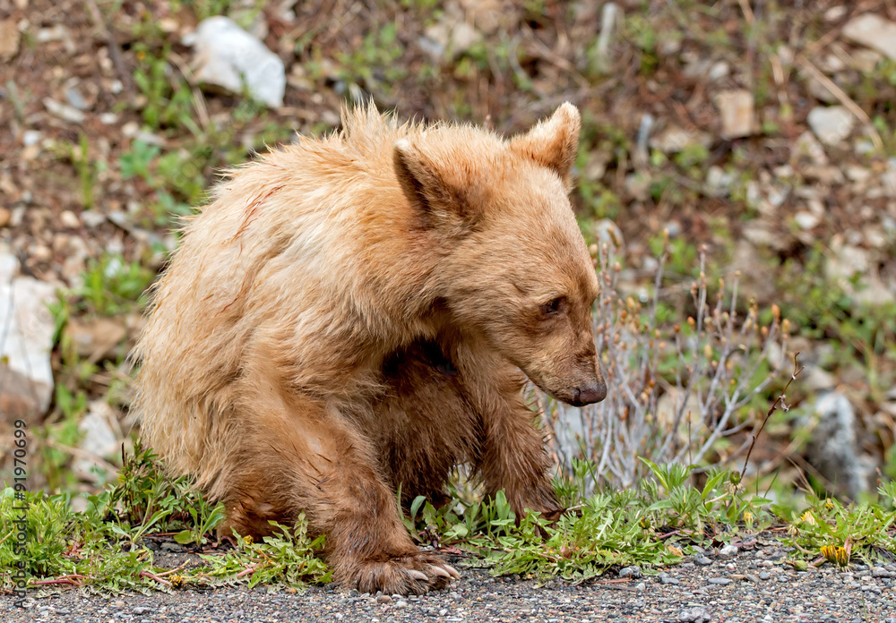 Obraz premium Cinnamon American Black Bear
