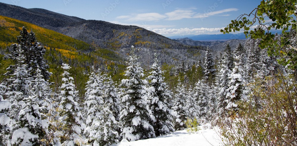 Obraz premium Wczesne opady śniegu rozjaśniają żółte osiki w Santa Fe National Forest w Nowym Meksyku