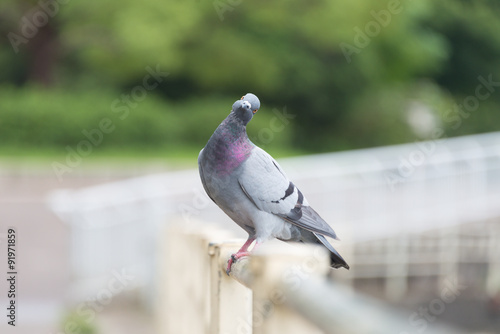 Canvas Print Pigeon Tilted Head