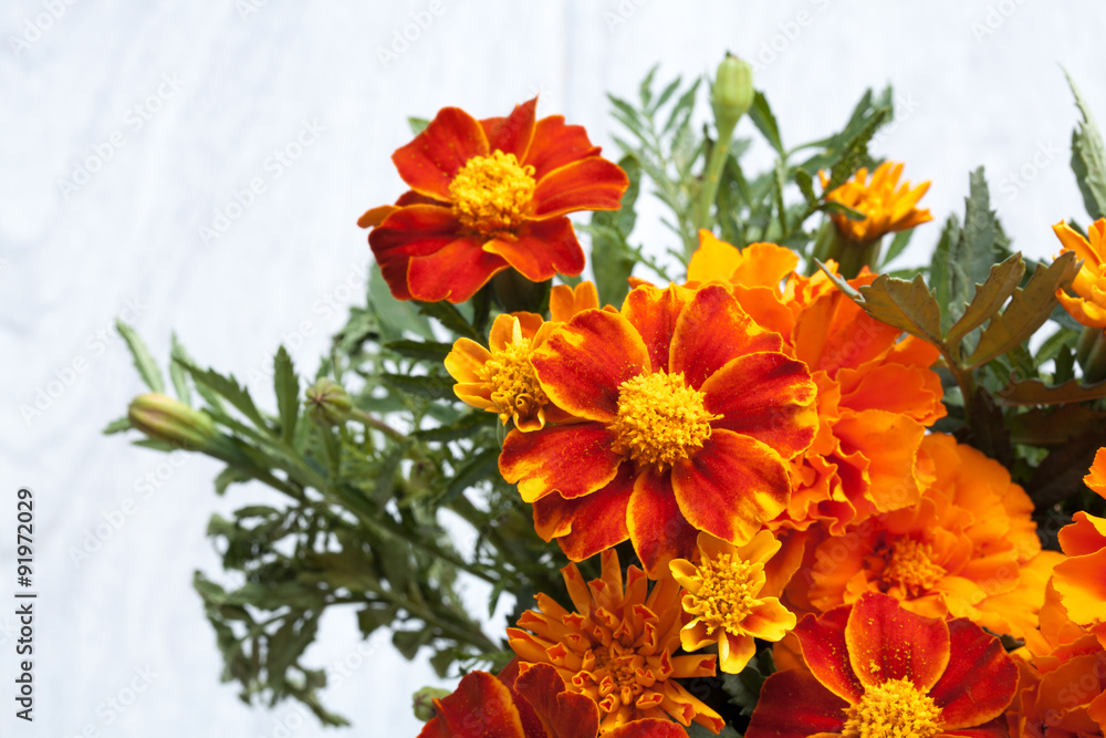 Fototapeta premium Alstroemeria flowers in vase on table
