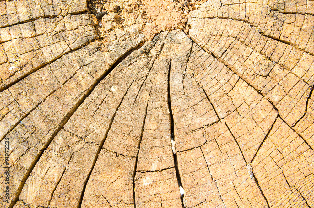 Fototapeta premium Cracked wood background texture