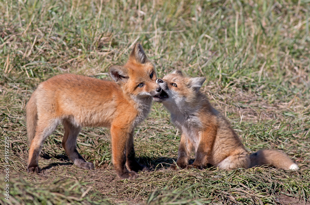 Red Fox kits playing