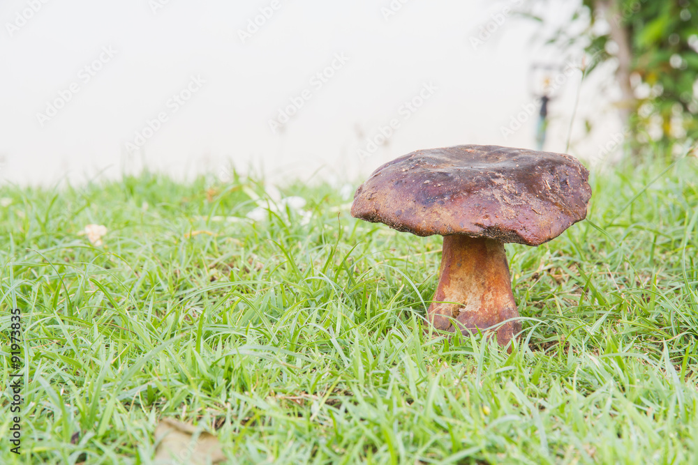Bolete Bolete