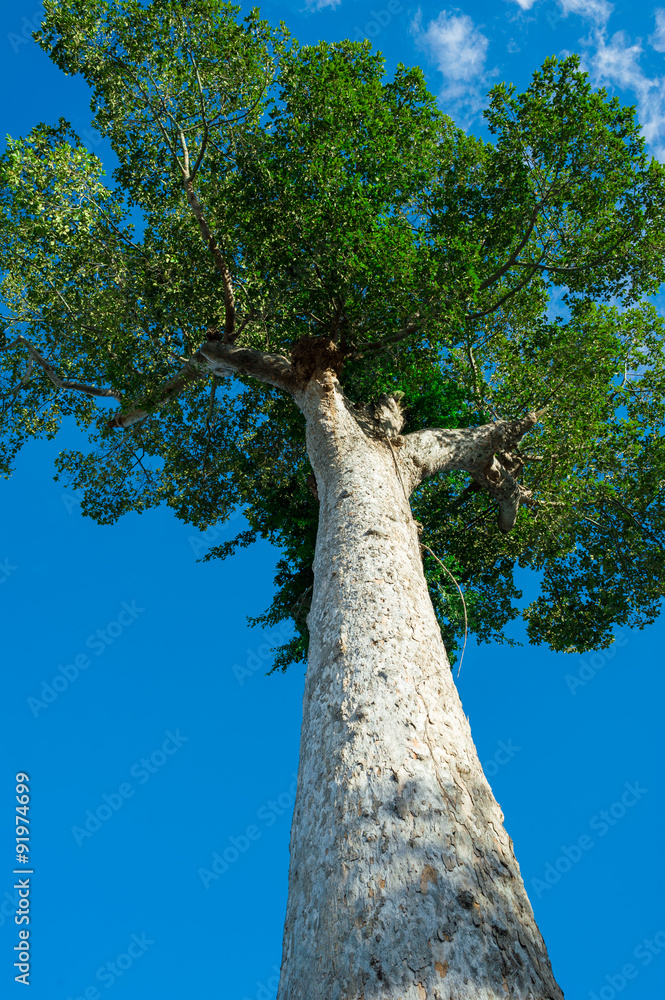 Old big tree on color background with blue sky