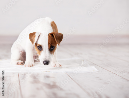 Puppy on absorbent litter