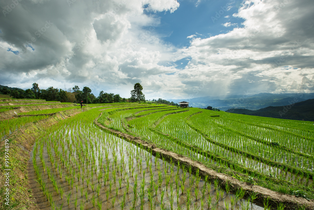 Fresh terrace rice field over the mountain range and beautiful s